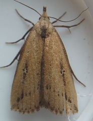 Macrochilo orciferalis