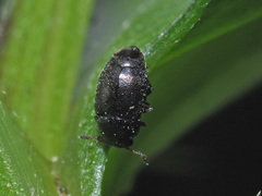 Brachypterus