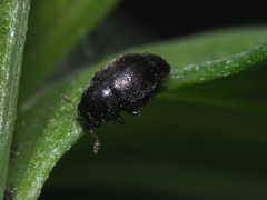 Brachypterus