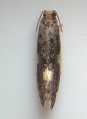 Monopis spilotella