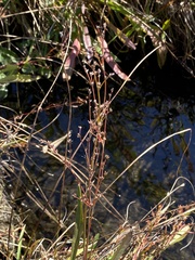 Juncus brachycephalus