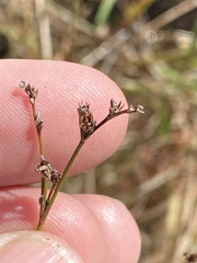 Juncus brachycephalus