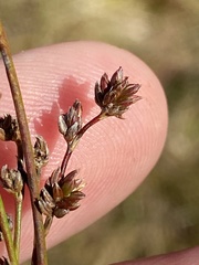 Juncus brachycephalus