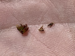 Juncus brachycephalus