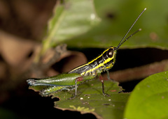 Mastusia quadricarinata