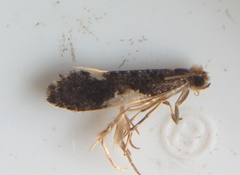 Monopis spilotella