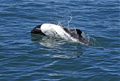 Cephalorhynchus commersonii