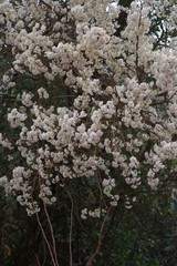 Dombeya rotundifolia