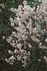 Dombeya rotundifolia