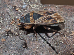 Trapezonotus dispar