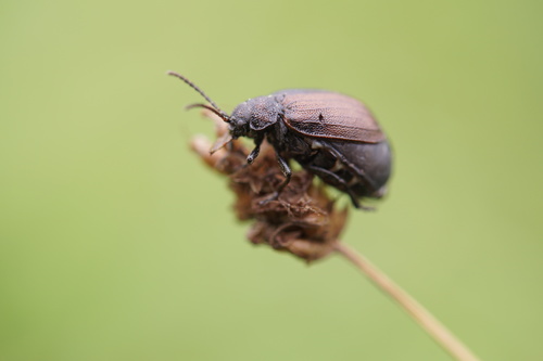 Galeruca pomonae