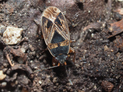 Trapezonotus dispar