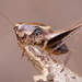 Pholidoptera griseoaptera - Photo (c) Corinna Herr, algunos derechos reservados (CC BY-NC), uploaded by Corinna Herr