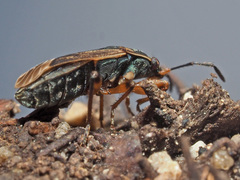 Trapezonotus dispar