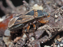 Trapezonotus dispar