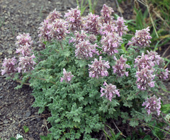 Dracocephalum botryoides