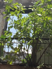 Ficus