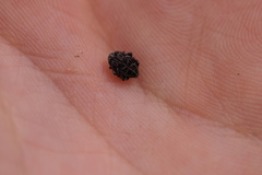 Mogulones geographicus