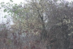 Dombeya rotundifolia