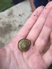 Cepaea nemoralis