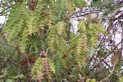 Acanthus polystachyus