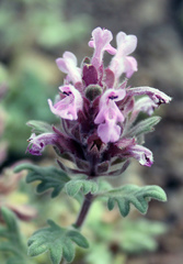 Dracocephalum botryoides