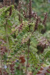 Acanthus polystachyus