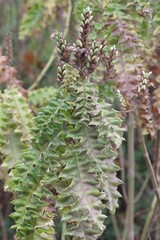 Acanthus polystachyus