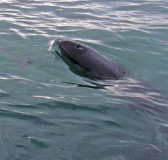 Sagmatias australis
