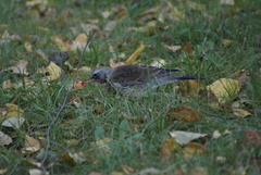 Turdus pilaris