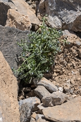 Buglossoides incrassata