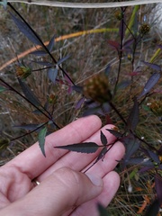 Bidens discoidea