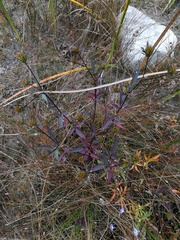 Bidens discoidea