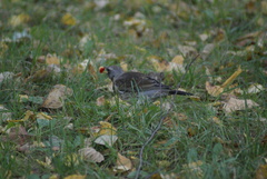 Turdus pilaris
