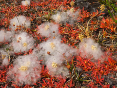 Salix cascadensis