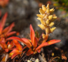Salix cascadensis
