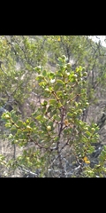 Larrea cuneifolia