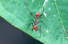 Myrmecium