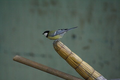 Parus major