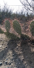Opuntia sulphurea