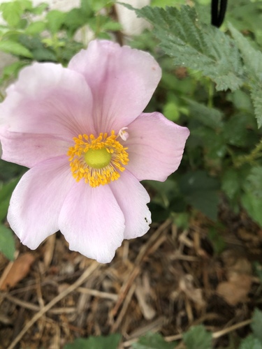 Eriocapitella japonica