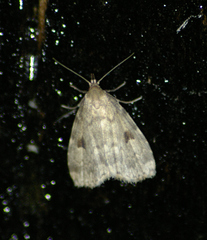 Parahypenodes quadralis