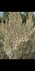 Atriplex