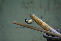 Parus major