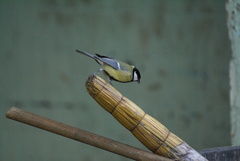 Parus major
