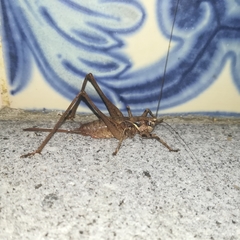 Antaxius spinibrachius