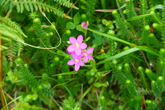 Centaurium portense