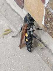 Campsomeris bistrimacula