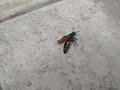 Campsomeris bistrimacula