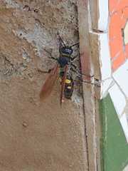 Campsomeris bistrimacula